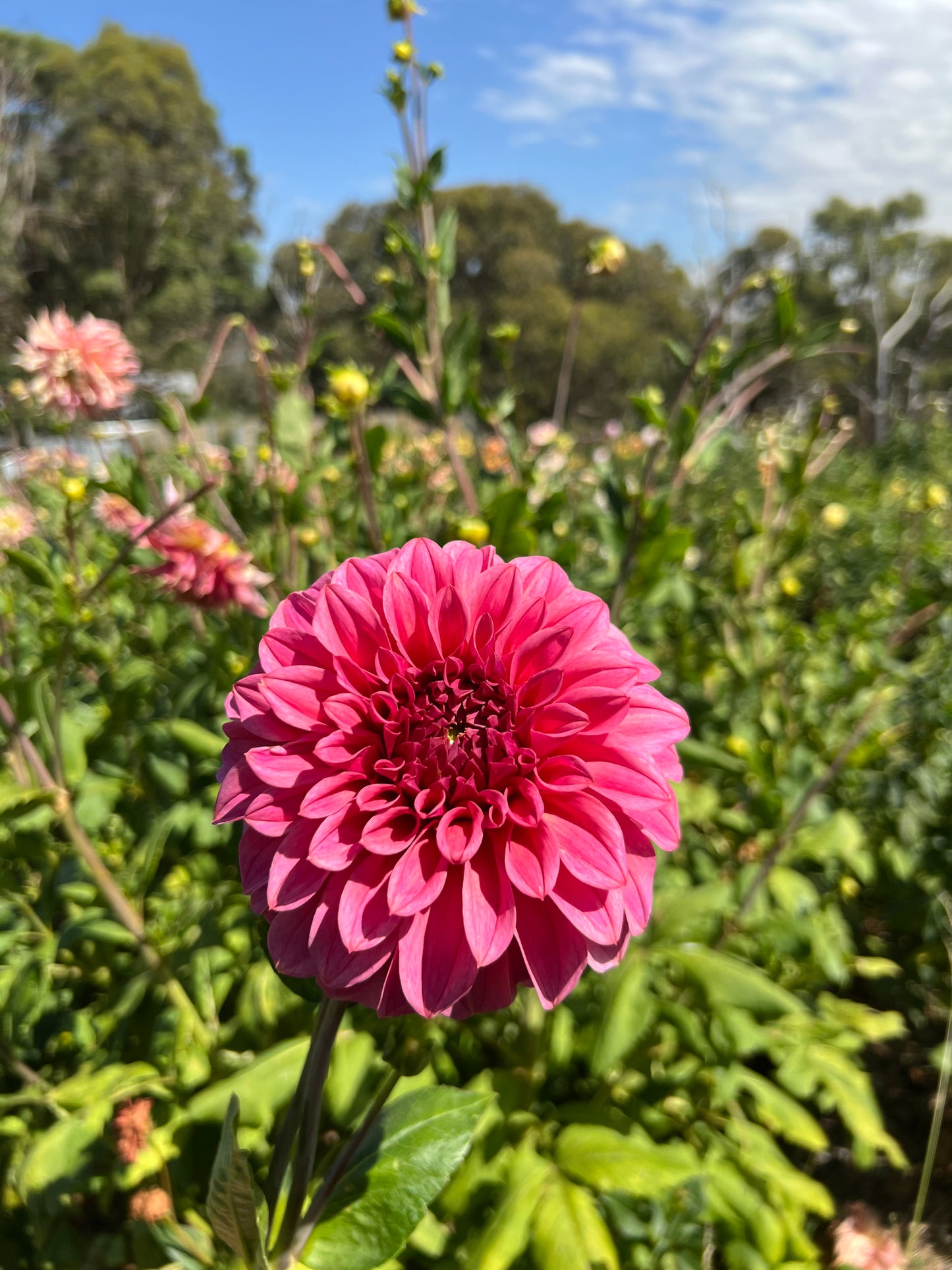 Coorabell Sophie – bloom'd flower farm