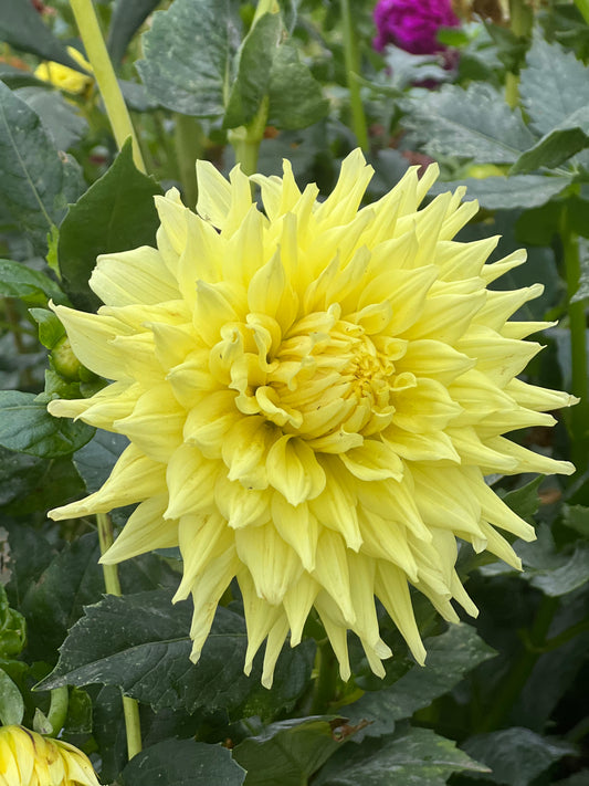 Yellow cactus