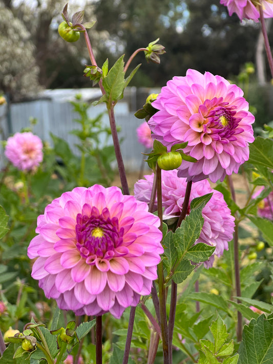 Lavender Beauty