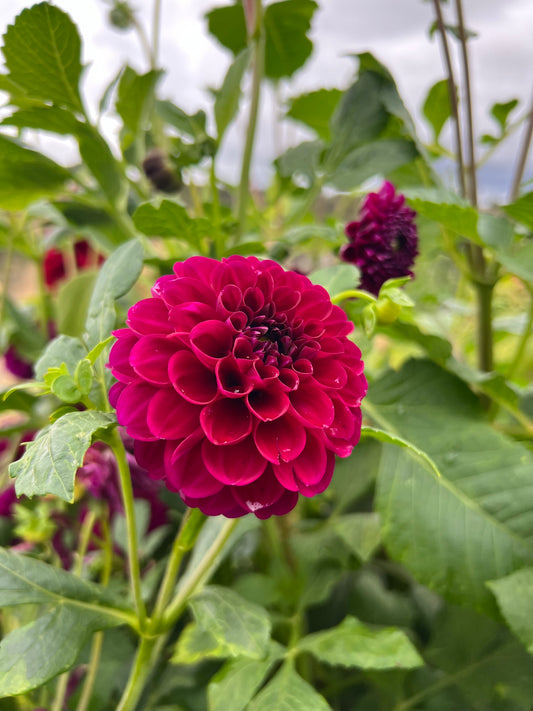 Burgundy Ball