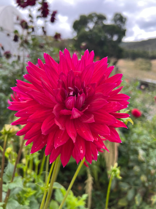 Hot Pink Cactus