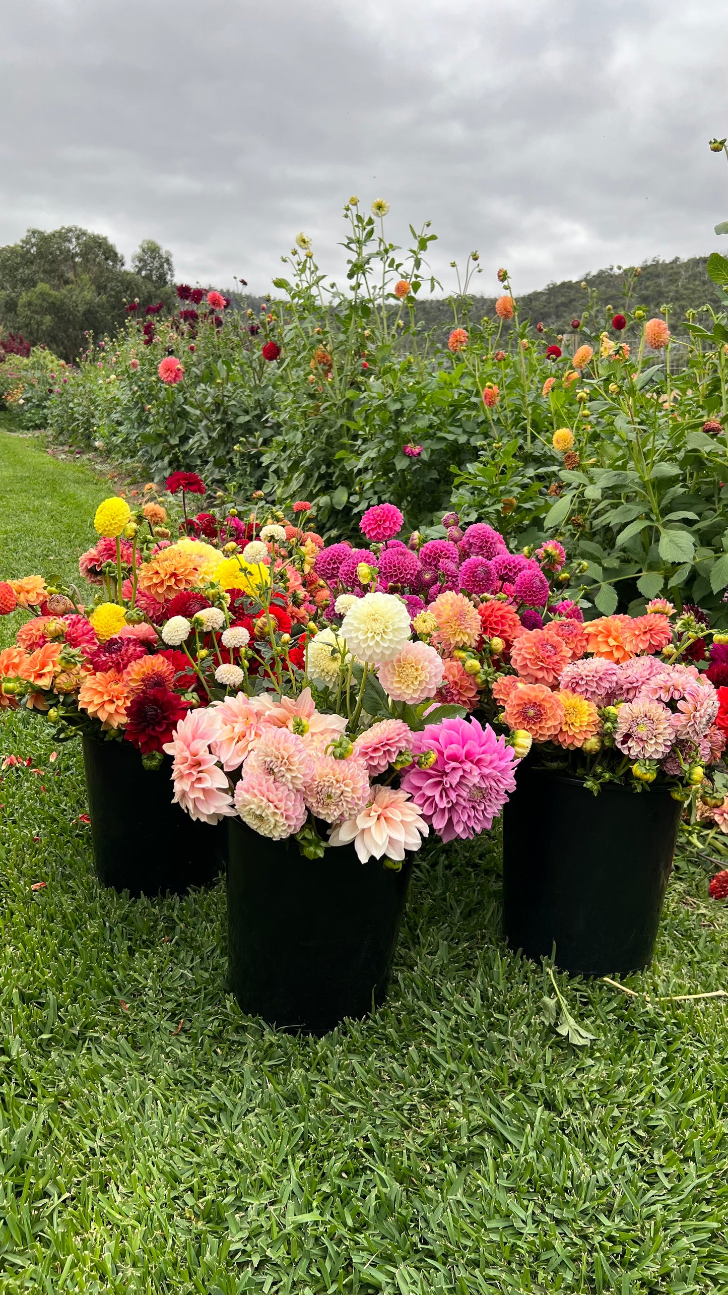 DIY Dahlia Buckets