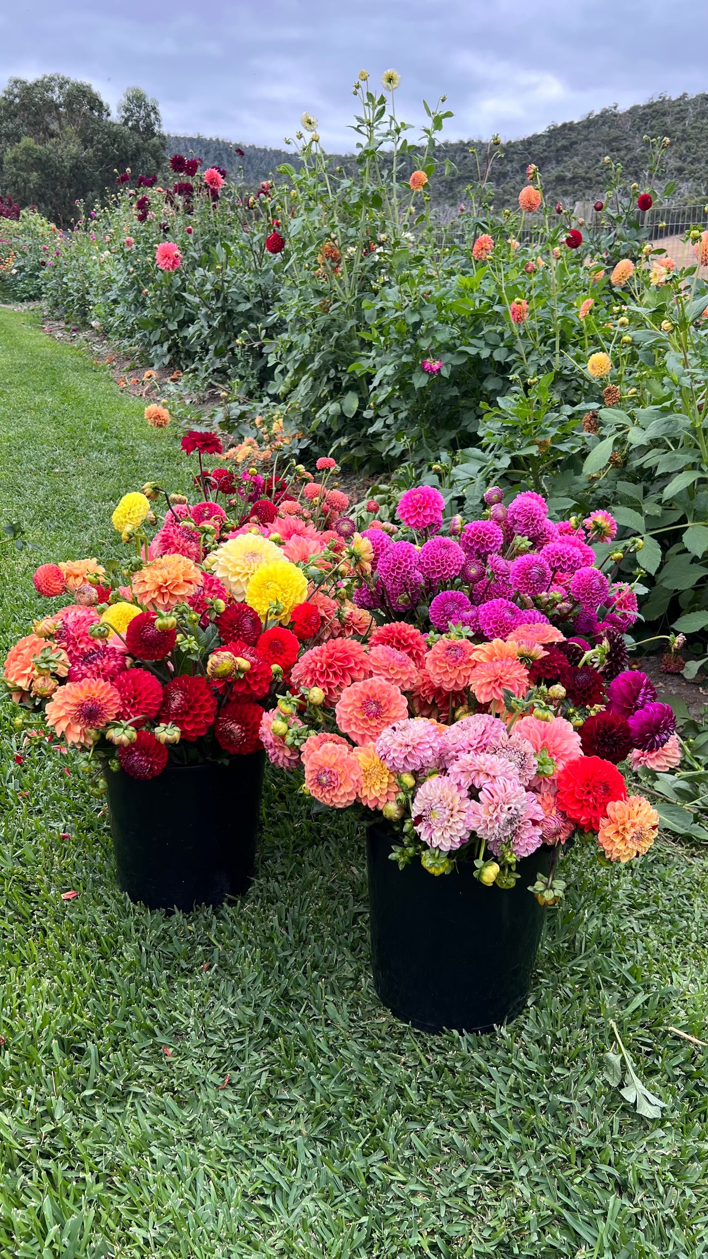 DIY Dahlia Buckets