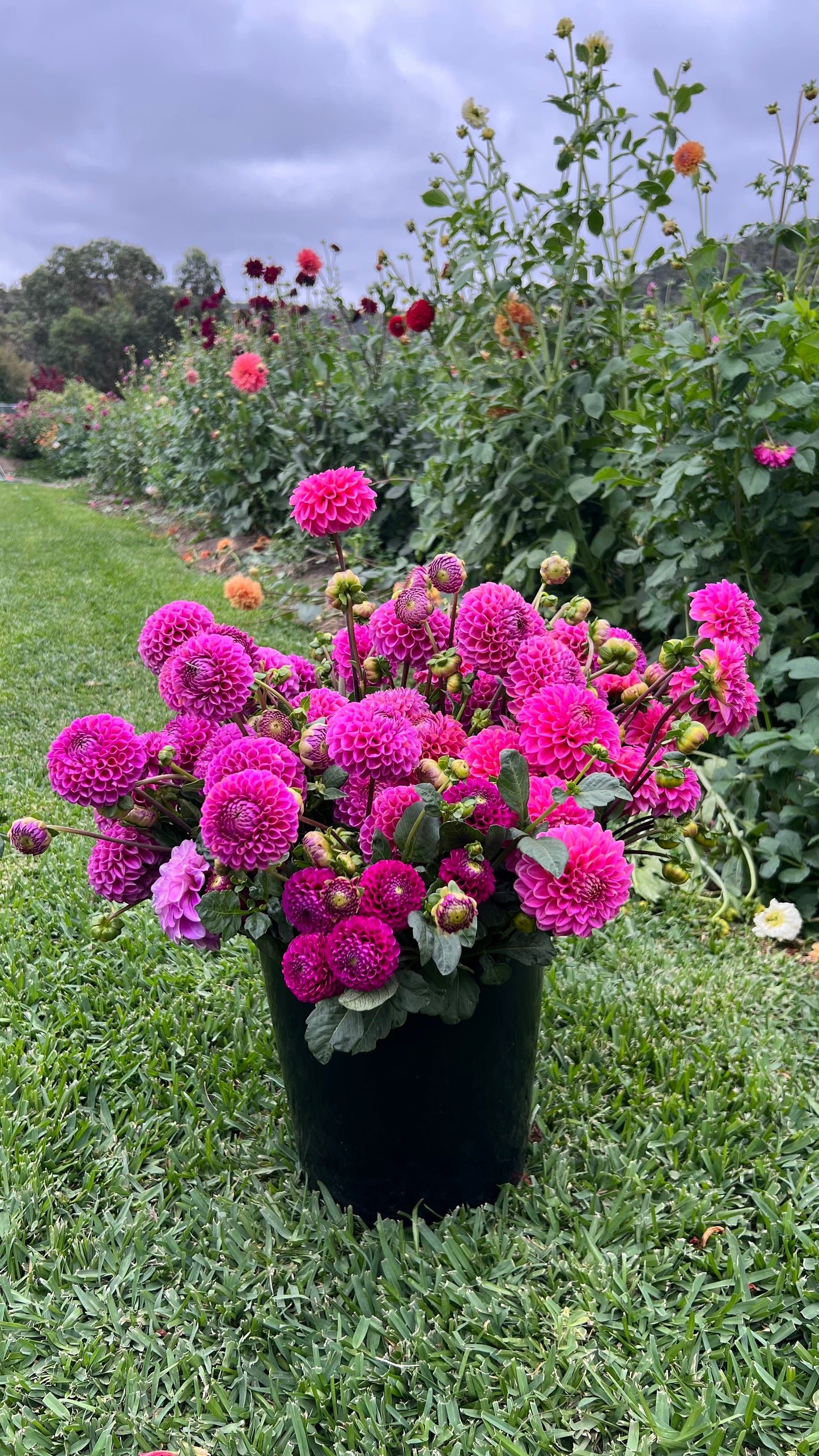 DIY Dahlia Buckets