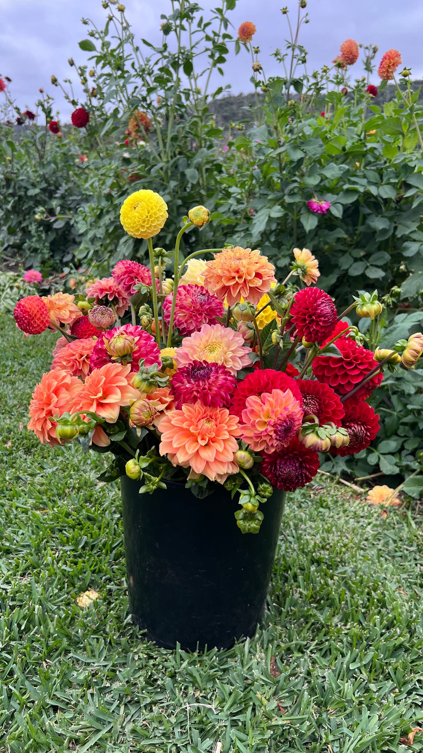 DIY Dahlia Buckets