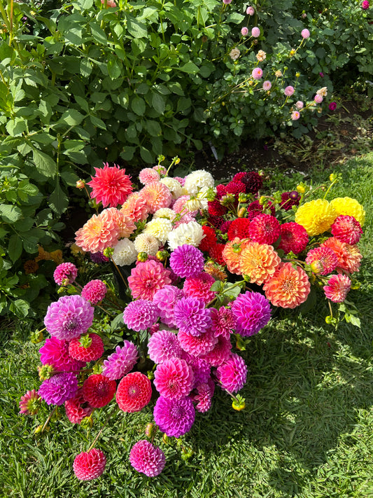 Mixed Coloured Tubers (Named)